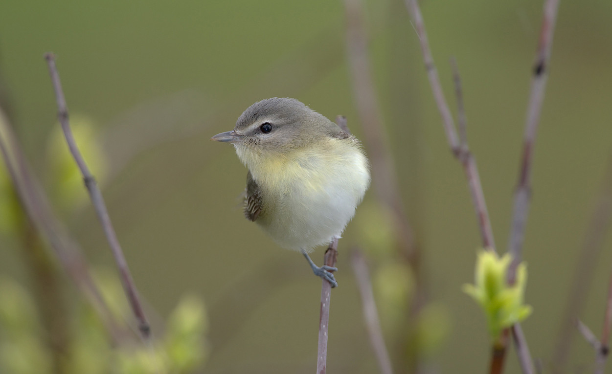 image Philadelphia Vireo